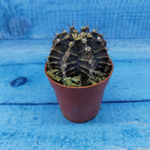 Gymnocalycium Friedrichii (Гимнокалициум)