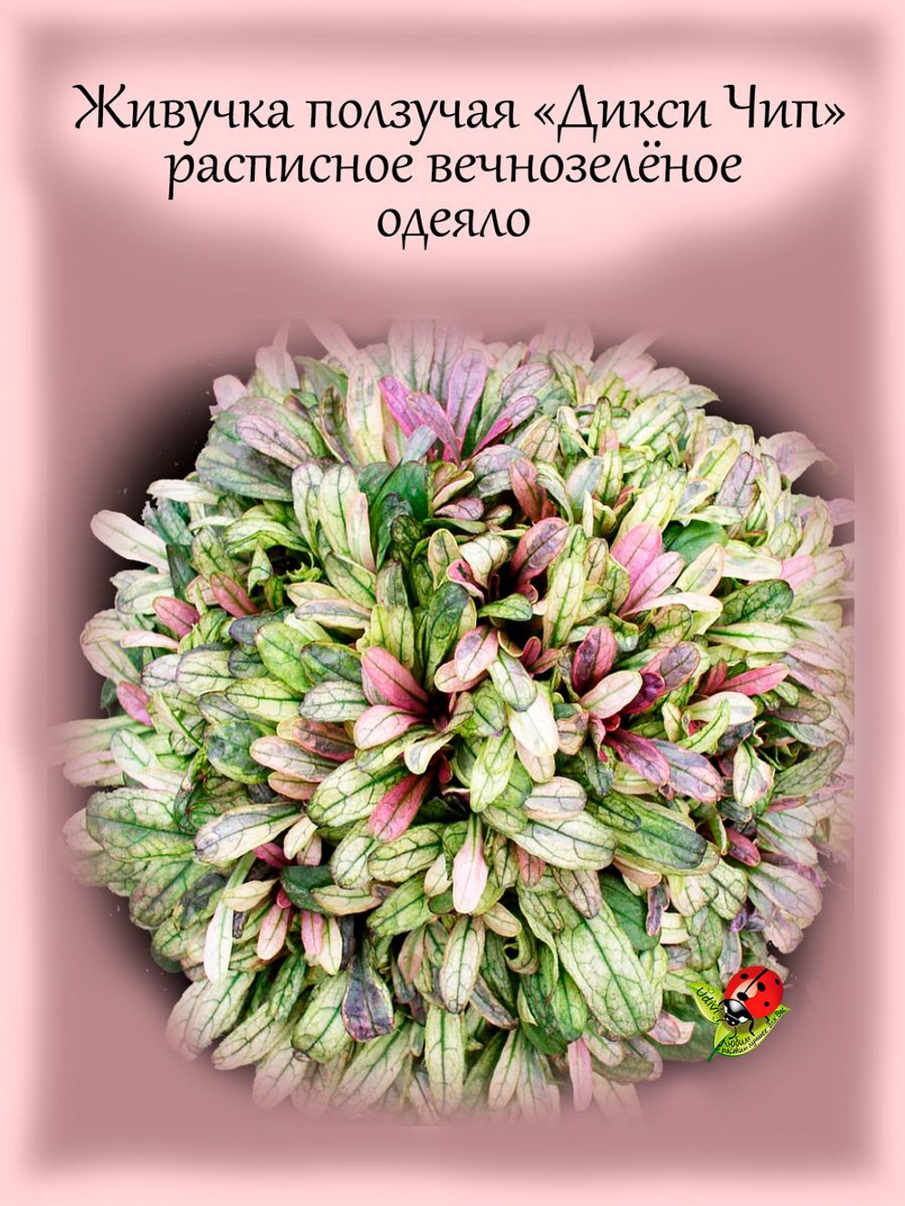 Живучка Дикси Чип ползучая с цветными листьями аюга