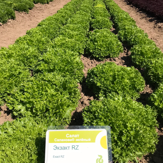 ЭКЗАКТ семена салата саланова (Rijk Zwaan | Alexagro) – фото 2