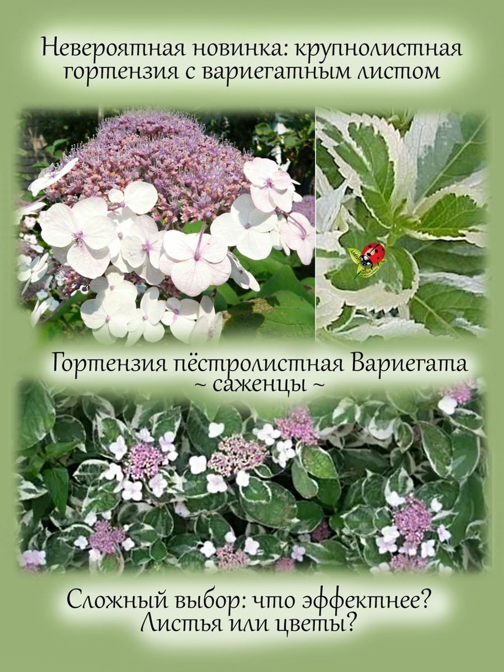 Гортензия Вариегата Триколор пёстролистная