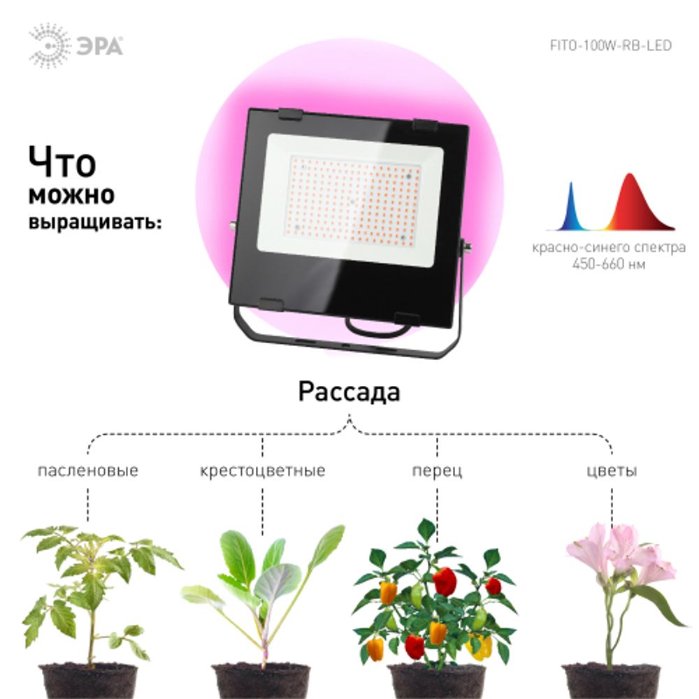 Фитопрожектор для растений светодиодный ЭРА FITO-100W-RB-LED для цветения и плодоношения красно-синего спектра 100 Вт | Фито прожекторы