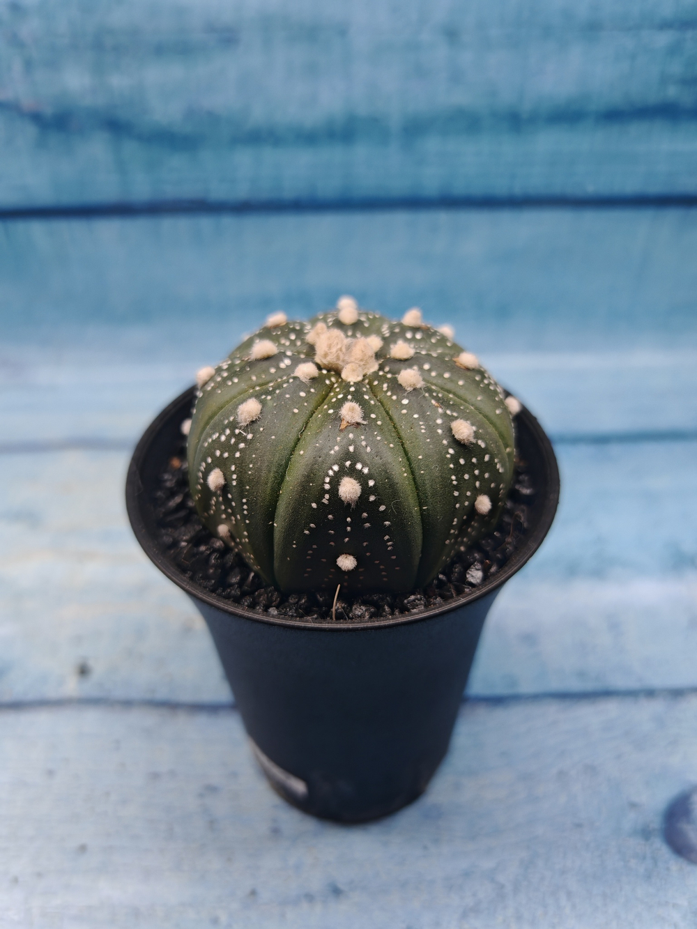 Astrophytum Asterias (Астрофитум)