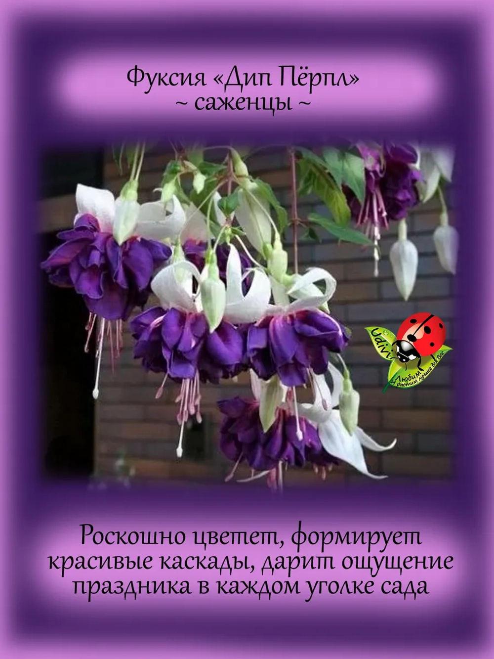 Фуксия Дип Перпл ампельная