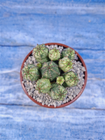 Euphorbia Pseudoglobosa variagate (Эуфорбия)