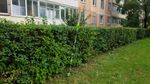 Аккумуляторный штанговый кусторез Greenworks G40PHAK6, 40v, 51см, c АКБ 5А·ч и ЗУ