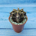 Gymnocalycium Friedrichii (Гимнокалициум)