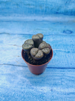 Lithops sp. (Литопсы)