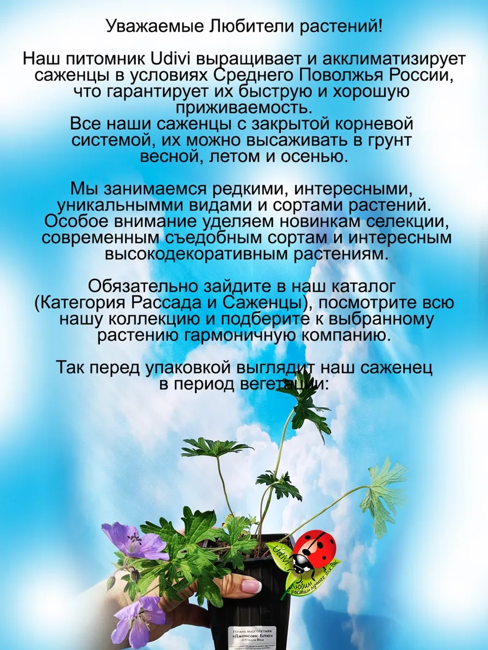Герань Джонсонс Блю многолетняя