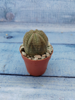 Euphoria Obesa (Эуфорбия)