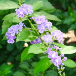 Дуранта прямостоячая – Duranta erecta