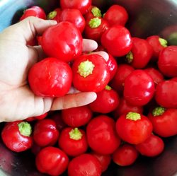 Перец Черри Сладкий — Sweet Cherry Peppers (с сыром в оливковом масле)