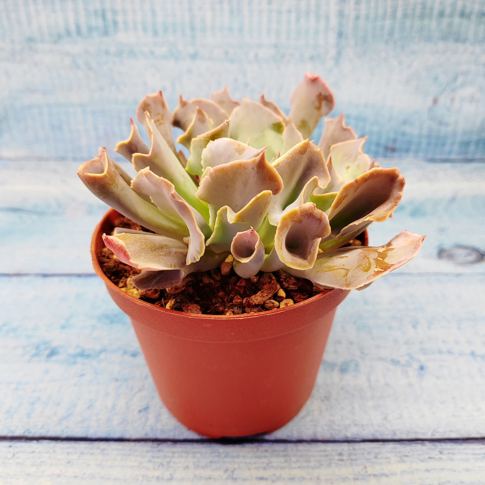 Echeveria Trumpet Pinky (Эхеверия)