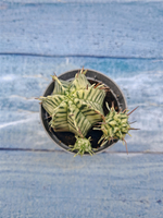 Euphorbia meloformis f. Variegated (Эуфорбия вариегатная)