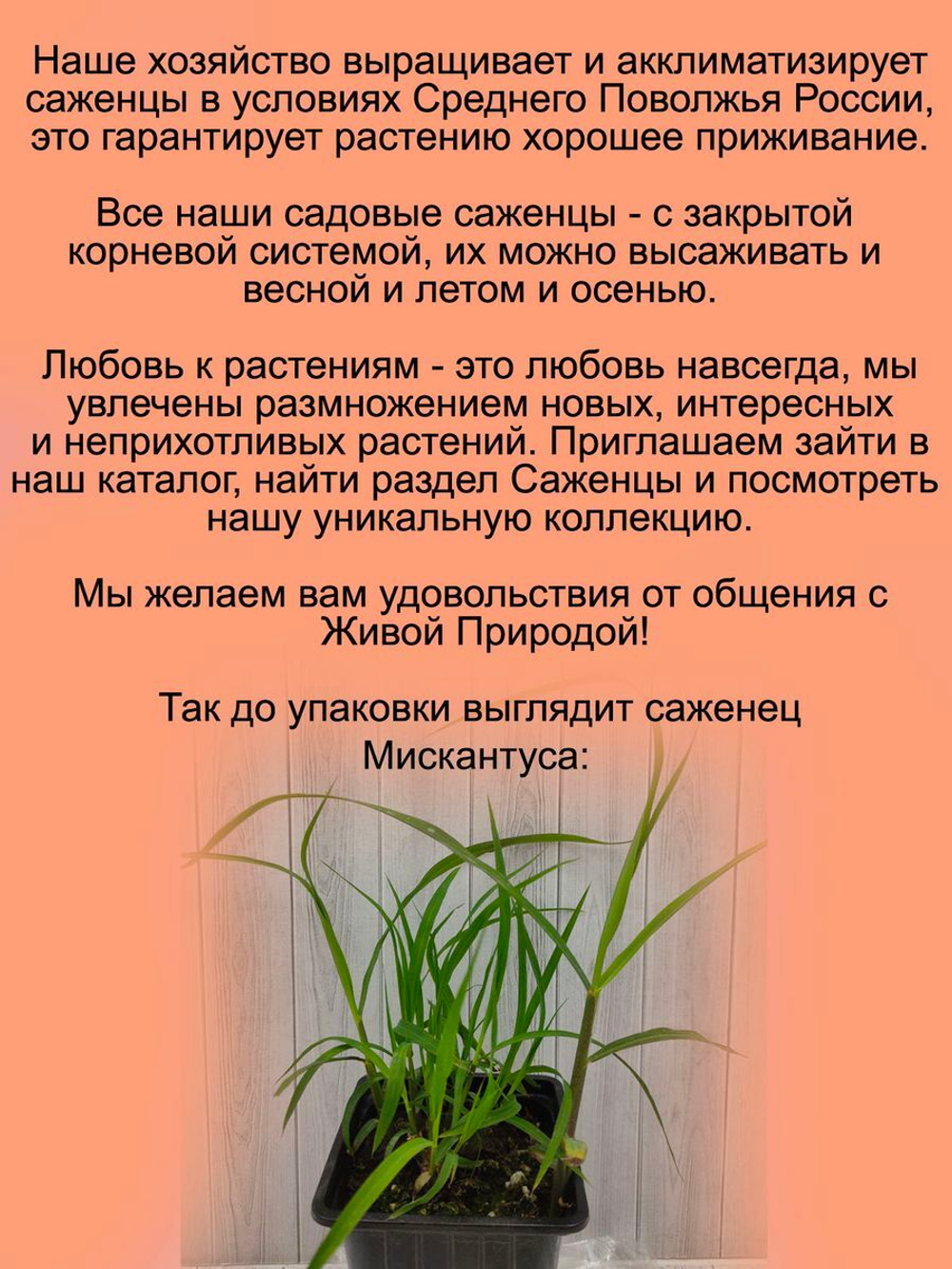 Злак Мискантус китайский Пурпурасценс многолетний