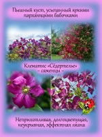 Клематис Сёдертелье неукрывной