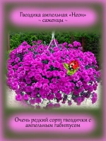 Гвоздика Неон ампельная