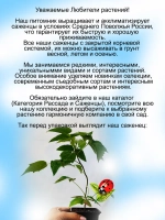 Малина Рубифол ремонтантная красная