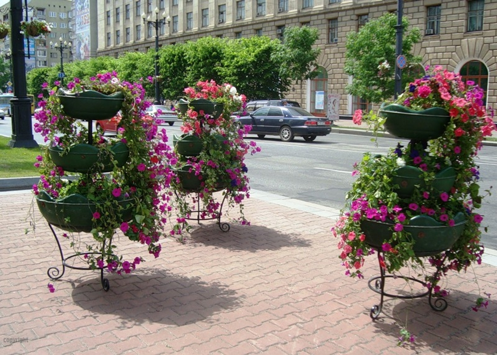 Цветочница Елочка средняя
