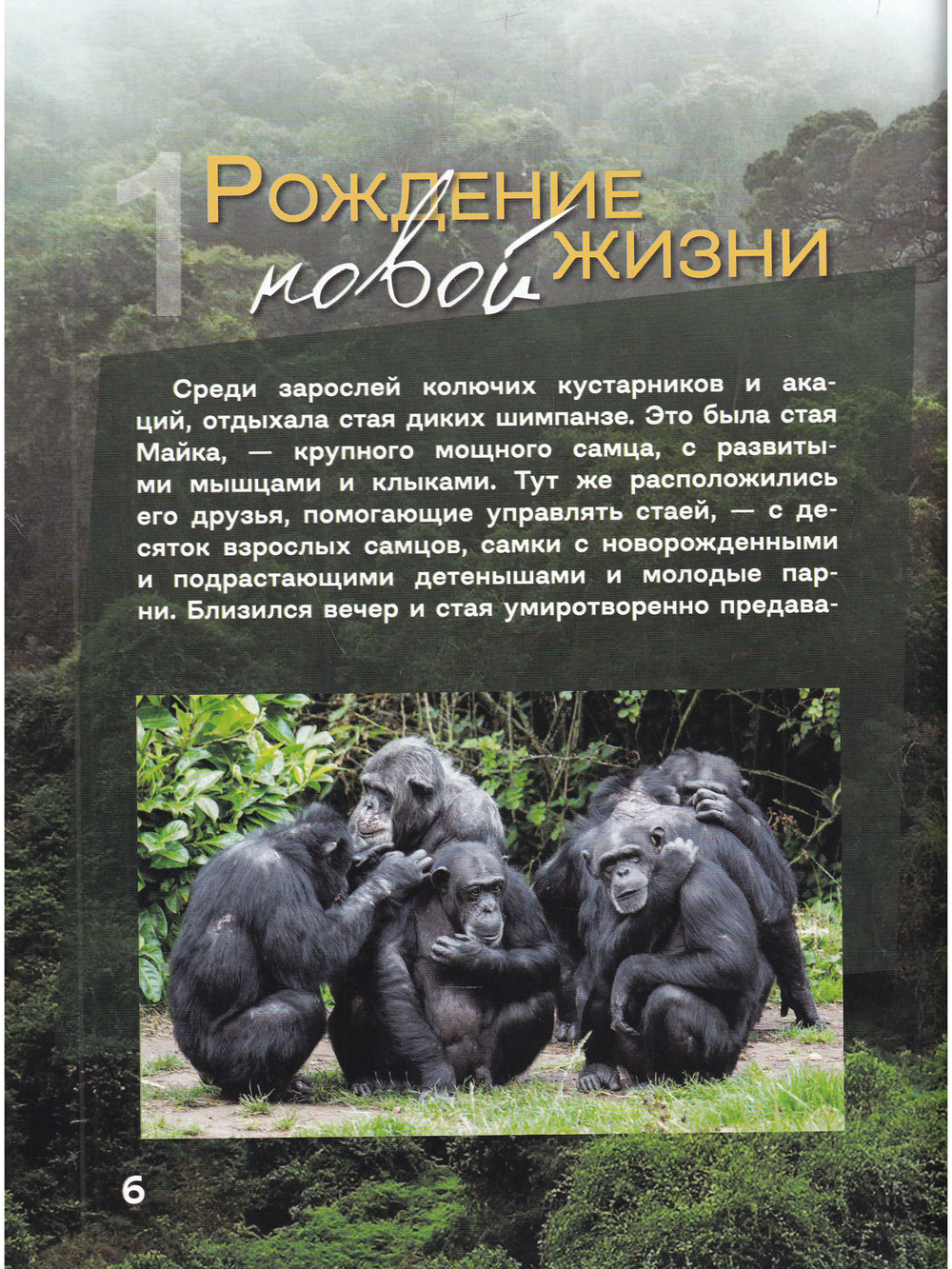 Жизнь и приключения шимпанзе в тропическом лесу
