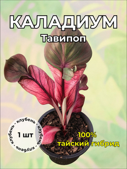 Каладиум "Тавипоп" клубень
