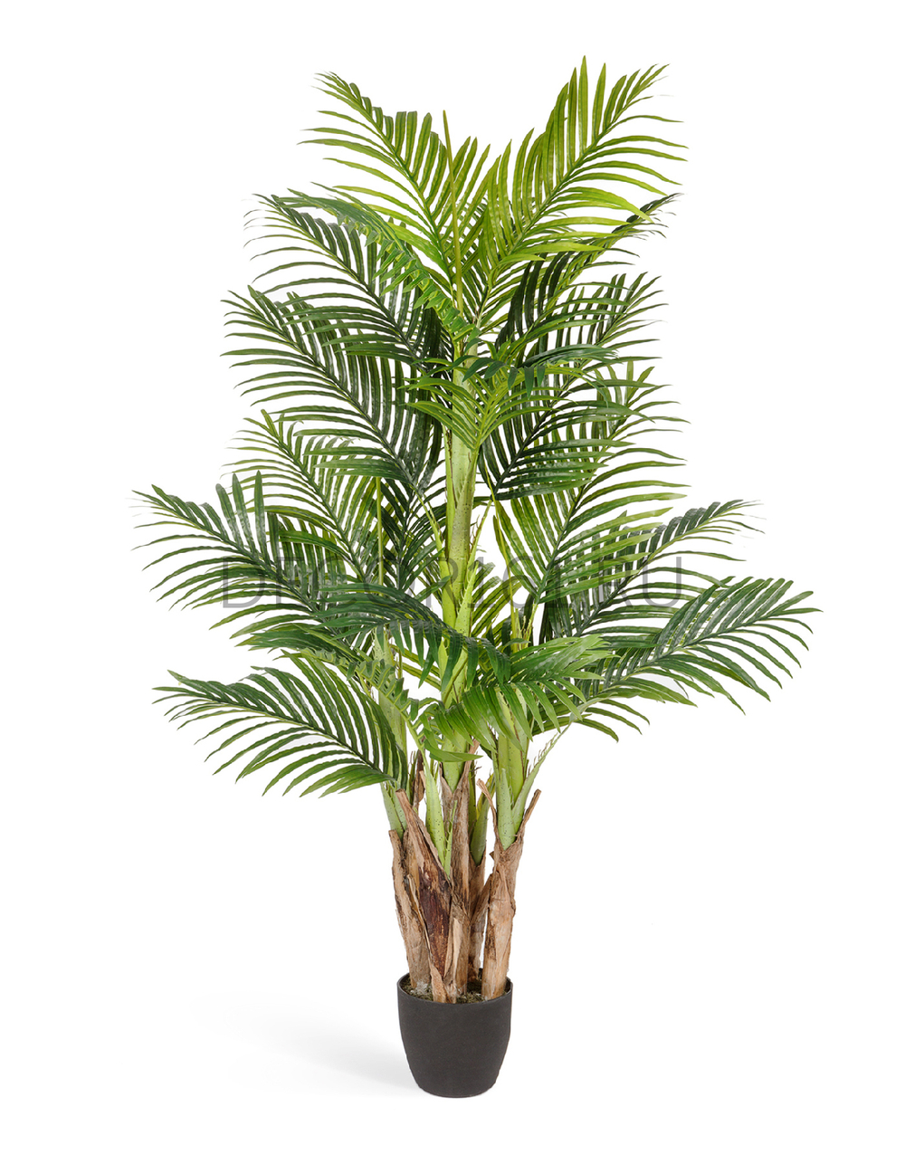 Пальма Арека Бетель в-170 см (Sensitive Botanic) (5 стволов, 24 листа) 2/2 10.071408