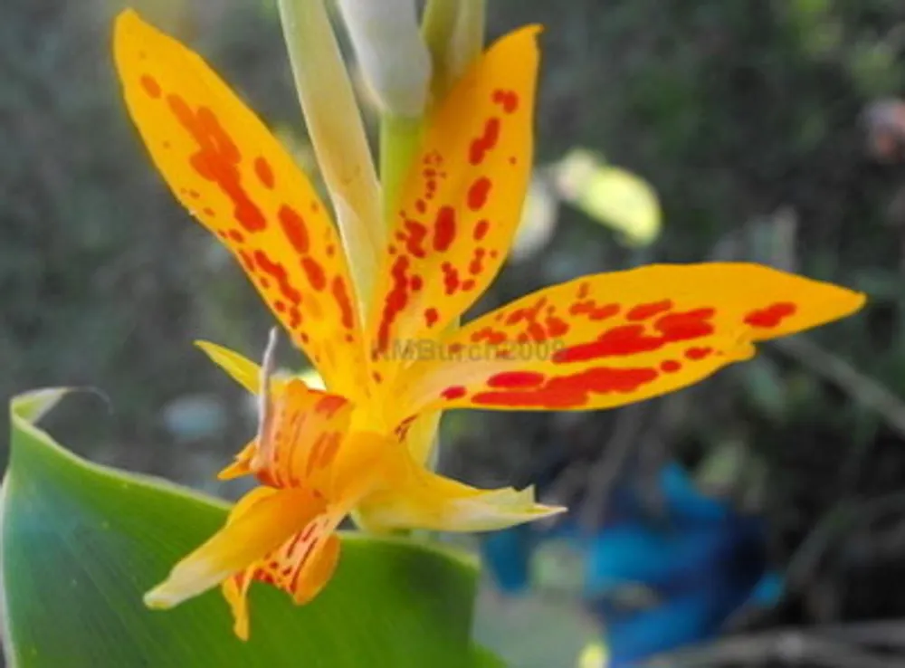 Canna Indica var. Maculata (Канна Индийская Пятнистая) семена