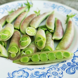 Снеп Горох Усатый Весенний Румянец -  Snap Spring Blush Tendril Pea