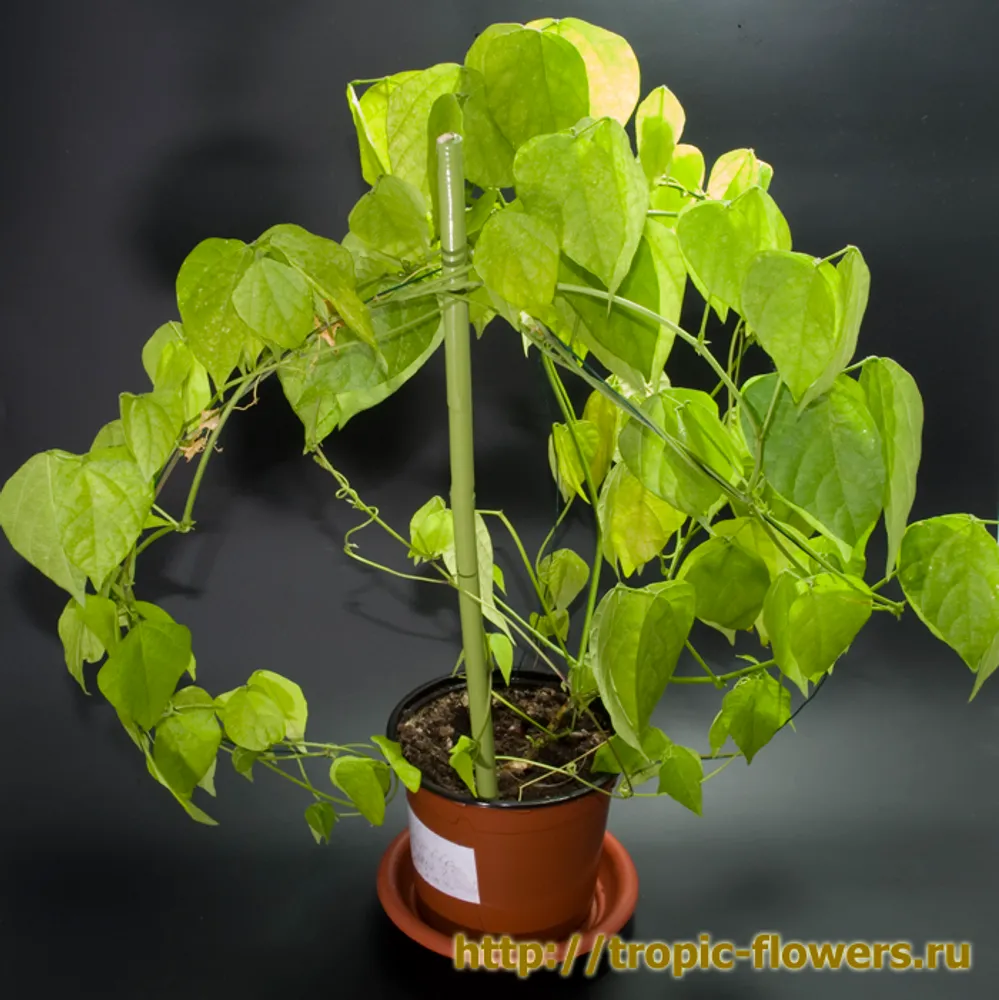 Vigna caracalla (Вигна Каракалла)