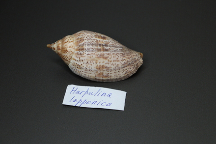 Ракушка Харпулина Лаппоника, 8,7см, 1шт