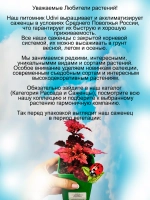 Колеус Солнечная роза Флориды Флорида сан Розе