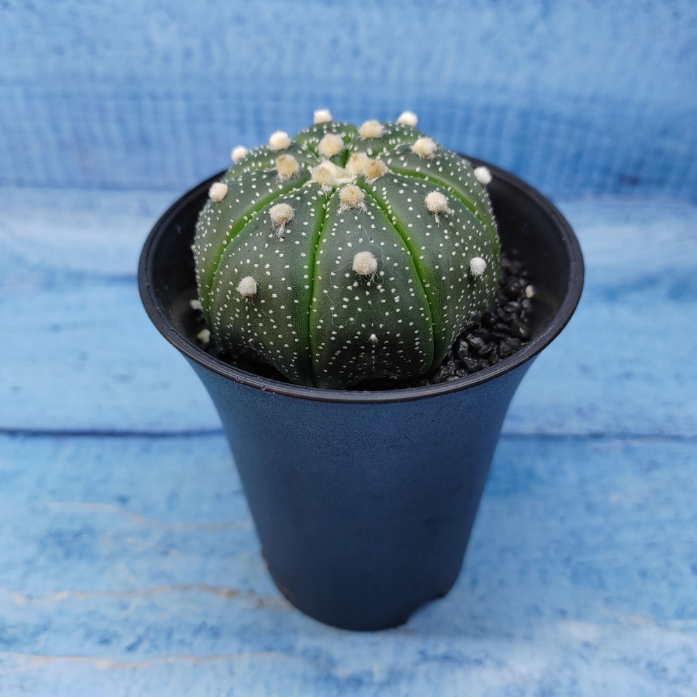 Astrophytum Asterias (Астрофитум)