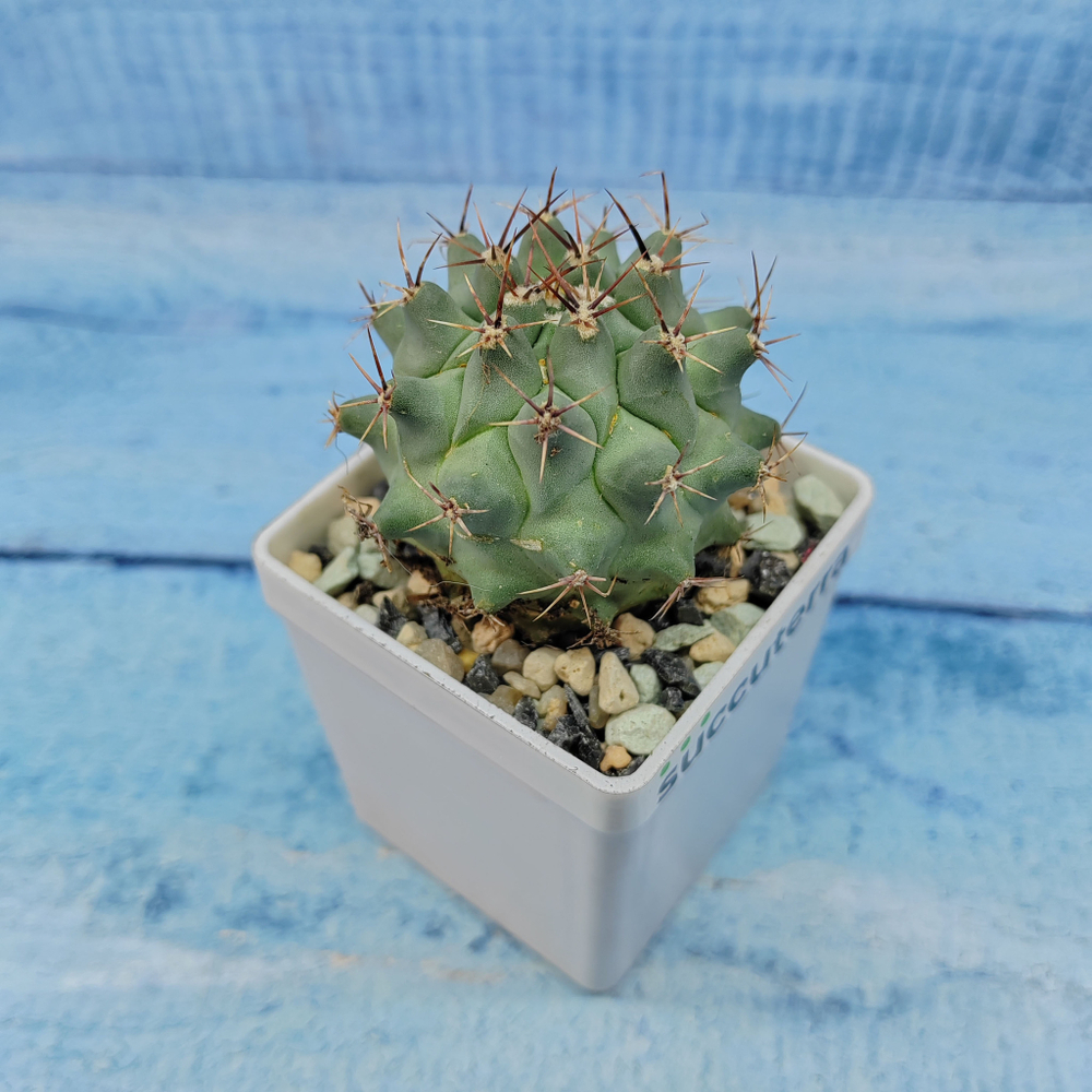 Thelocactus Rinconensis (Телокактус)