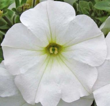 32540 Петуния FORTADO WHITE