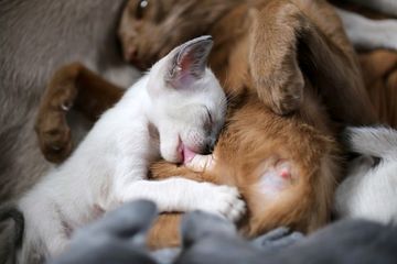 Как питаться беременной кошке?