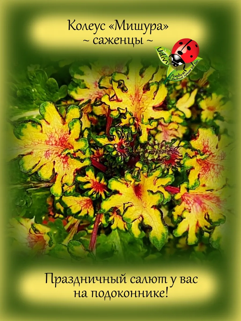 Колеус Мишура вегетативный