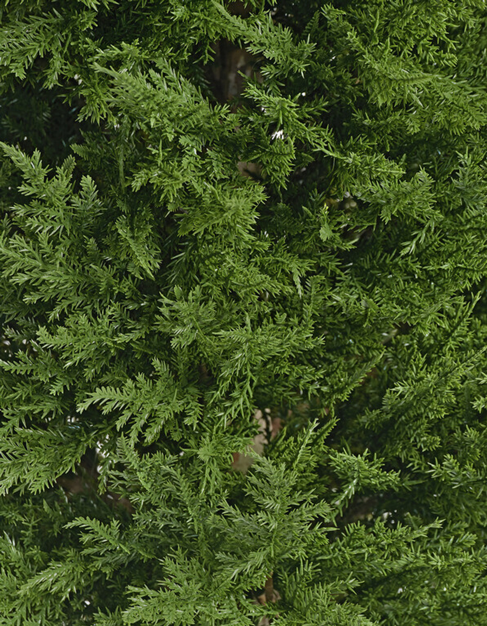 Кипарис Тауэр Элегант уличный новый в-120 см 2/2 10.56104N