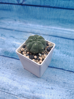 Matucana Madisoniorum (Матукана)