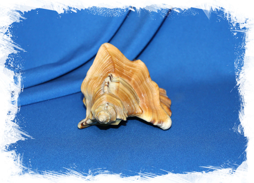 Cymatium raderi.