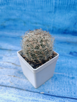 Neoporteria Villosa (Неопортерия)