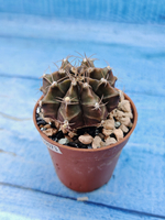 Gymnocalycium Friedrichii (Гимнокалициум)