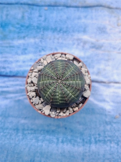 Euphoria Obesa (Эуфорбия)
