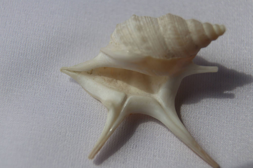 Морская ракушка Куриная нога (Aporrhais pesgallinae) 3,2 см.