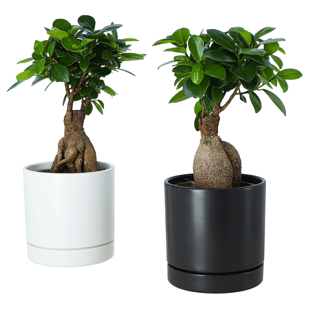 IKEA FICUS  (ИКЕА ФИСУС)  -  Растение в горшке - бонсай разные цвета 12 см