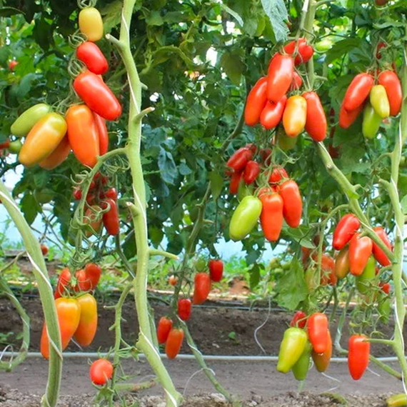 Поззано F1 семена томата индетерминантного (Enza Zaden / ALEXAGRO) культура – фото 3