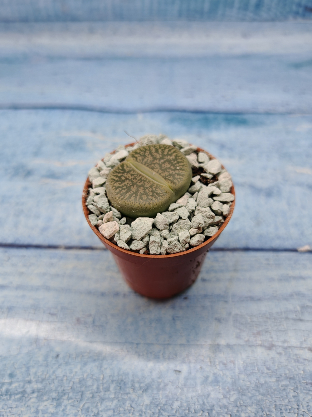 Lithops sp. (Литопсы)