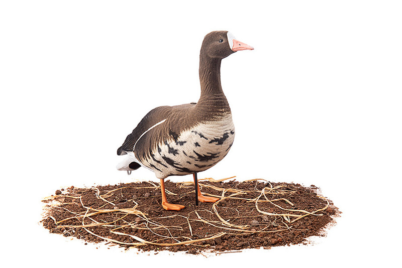 Белолобый гусь Duck Mania "ALFA" ЖИВОЕ ПЕРО мод. ALFA6B-DM-UV