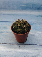 Gymnocalycium Friedrichii (Гимнокалициум)