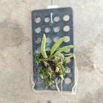 Орхидея DENDROBIUM CUCUMERINUM