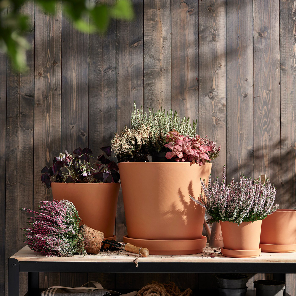 IKEA HYPOESTES  (ИКЕА ХИПОЕСТЕС)  -  Растение в горшке - Гипоэстес пятнистый/разные цвета 12 см
