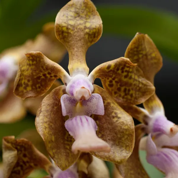 Орхидея Ванда (Vanda orchid) коричневая